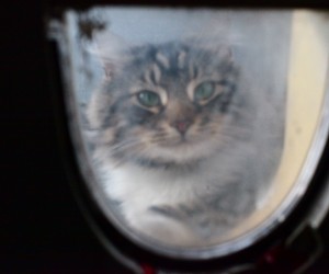 Cat People small-2